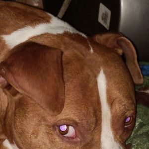 Meet your Posher, Deegan